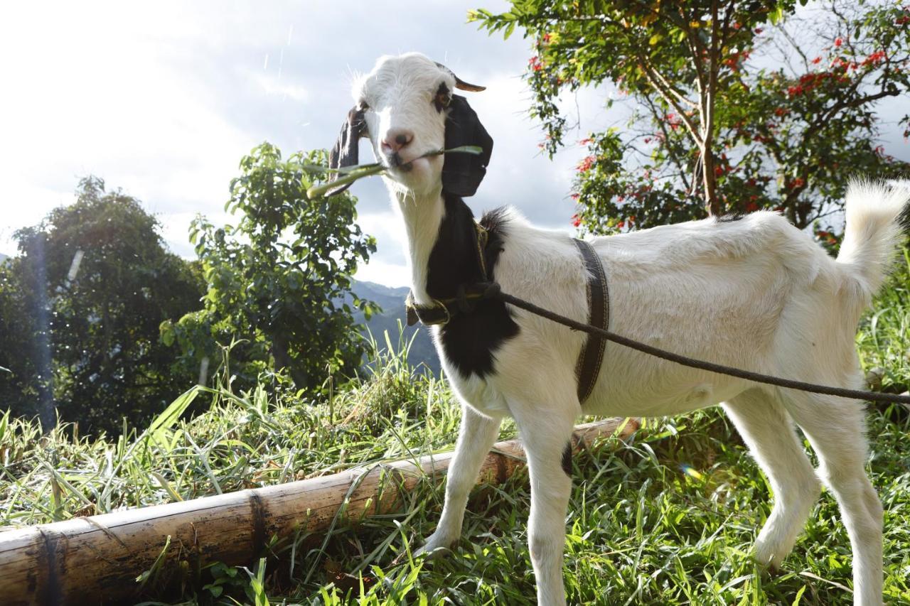 Ecohotel Monteverde La Vega  Dış mekan fotoğraf